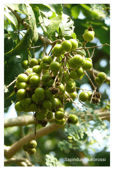 Soply_Sapindus mukorossi